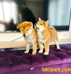 SHIBA İNU / Türkiye De TEK / SATILIK 5