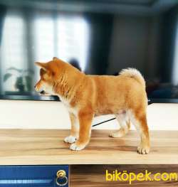 SHIBA İNU / Türkiye De TEK / SATILIK 4