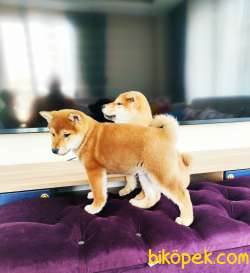 SHIBA İNU / Türkiye De TEK / SATILIK 3