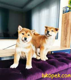 SHIBA İNU / Türkiye De TEK / SATILIK 2