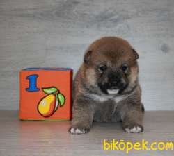 Shiba Inu Yavrular 1