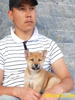 Shıba  INU YAVRULARI 4