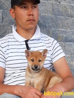 Shıba  INU YAVRULARI 3