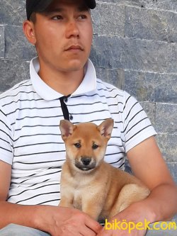 Shiba Inu Yavruları 2
