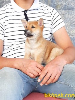 Shiba Inu Yavruları 4