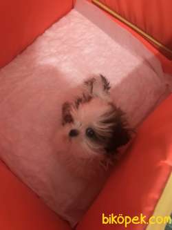 Shih Tzu 2 Aylık Köpek Ve Tüm Malzemeleri 2