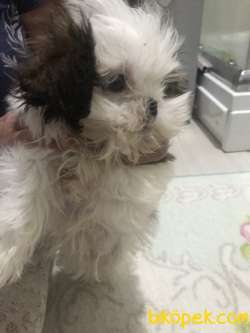 Shih Tzu 2 Aylık Köpek Ve Tüm Malzemeleri 1
