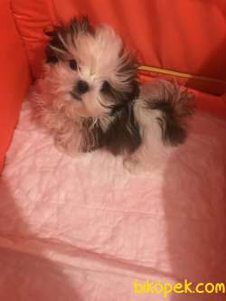 Shih Tzu 2 Aylık Köpek Ve Tüm Malzemeleri 3