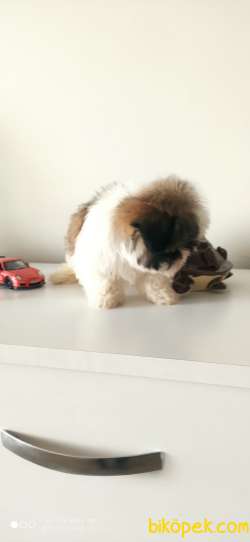 Shih Tzu 2 Aylık Yavrularımız Gelmiştir 2