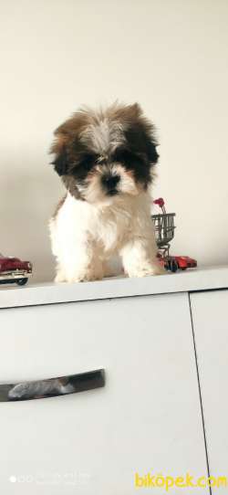 Shih Tzu 2 Aylık Yavrularımız Gelmiştir 3