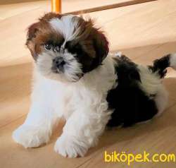 Shih Tzu 2 Aylık Yavrularımız Gelmiştir Birinci Kalite 1