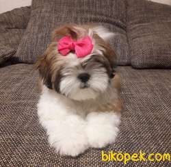 Shih Tzu 2 Aylık Yavrularımız Gelmiştir Birinci Kalite 3