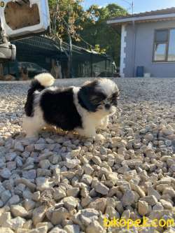 Shih Tzu 1