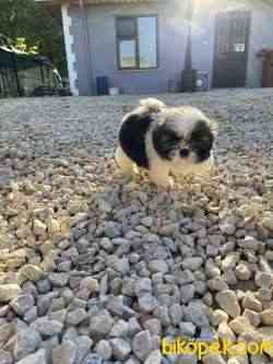 Shih Tzu 3