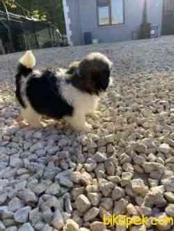 Shih Tzu 4