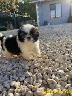 Shih Tzu 1