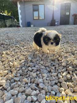 Shih Tzu 4