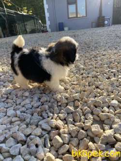 Shih Tzu 2