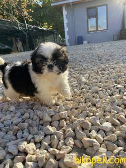 Shih Tzu 1