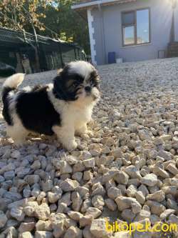 Shih Tzu 3