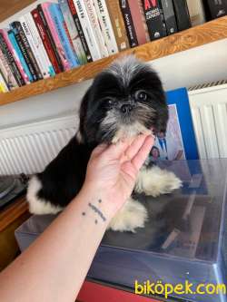 Shih Tzu 1