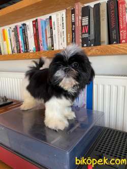 Shih Tzu 3