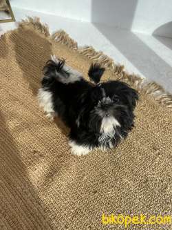 Shih Tzu 4