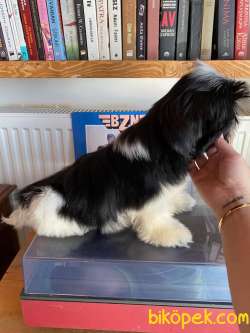 Shih Tzu 2