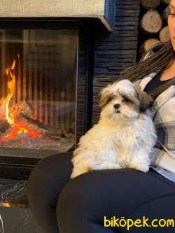 Shih Tzu Bebekleri Yeni Ailesine Gitmeye Hazır 1