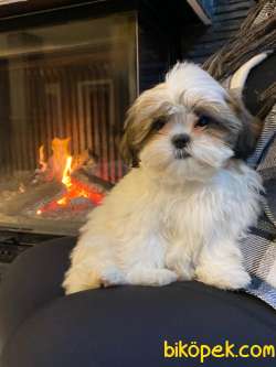 Shih Tzu Bebekleri Yeni Ailesine Gitmeye Hazır 4