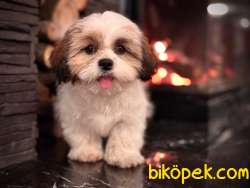 Shih Tzu Bebekleri Yeni Ailesine Gitmeye Hazır 3