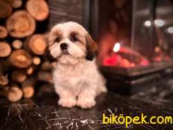 Shih Tzu Bebekleri Yeni Ailesine Gitmeye Hazır 4