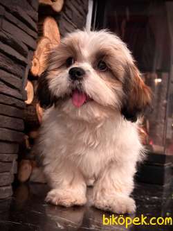 Shih Tzu Bebekleri Yeni Ailesine Gitmeye Hazır