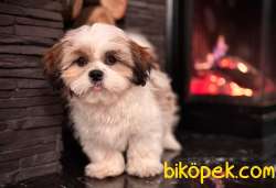 Shih Tzu Bebekleri Yeni Ailesine Gitmeye Hazır 4