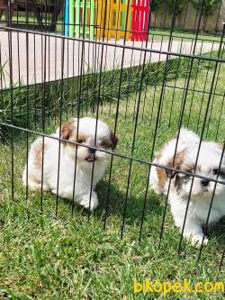 Shih Tzu Bebekleri Yeni Ailesine Gitmeye Hazır 3
