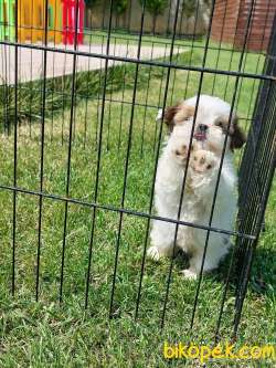 Shih Tzu Bebekleri Yeni Ailesine Gitmeye Hazır 4