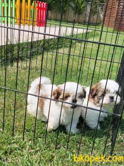 Shih Tzu Bebekleri Yeni Ailesine Gitmeye Hazır 2