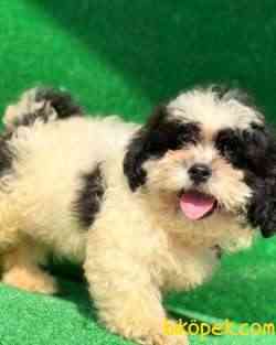 Shih Tzu Bebeklerimiz 2