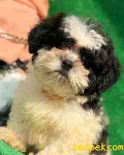 Shih Tzu Bebeklerimiz 1