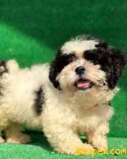 Shih Tzu Bebeklerimiz 3