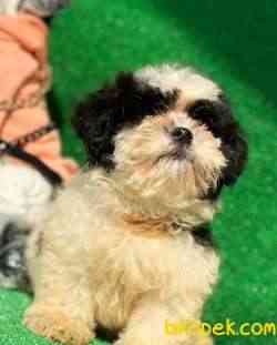 Shih Tzu Bebeklerimiz 4