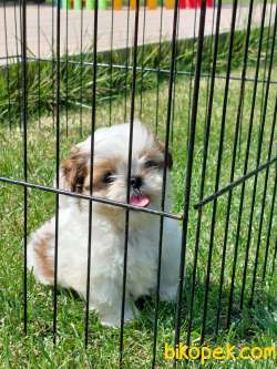 SHIH TZU BEBEKLERİMİZ MÜKEMMEL KALİTEDE 2