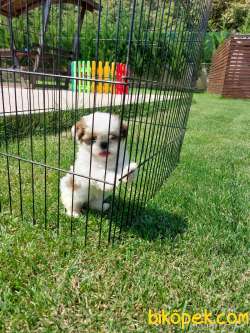 SHIH TZU BEBEKLERİMİZ MÜKEMMEL KALİTEDE 3