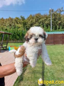 SHIH TZU BEBEKLERİMİZ MÜKEMMEL KALİTEDE 1