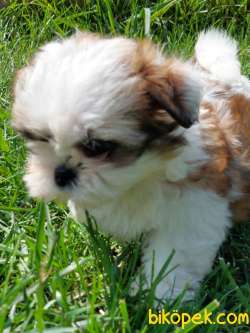 SHIH TZU BEBEKLERİMİZ MÜKEMMEL KALİTEDE 4