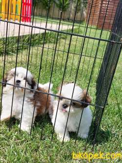 SHIH TZU BEBEKLERİMİZ MÜKEMMEL KALİTEDE 5