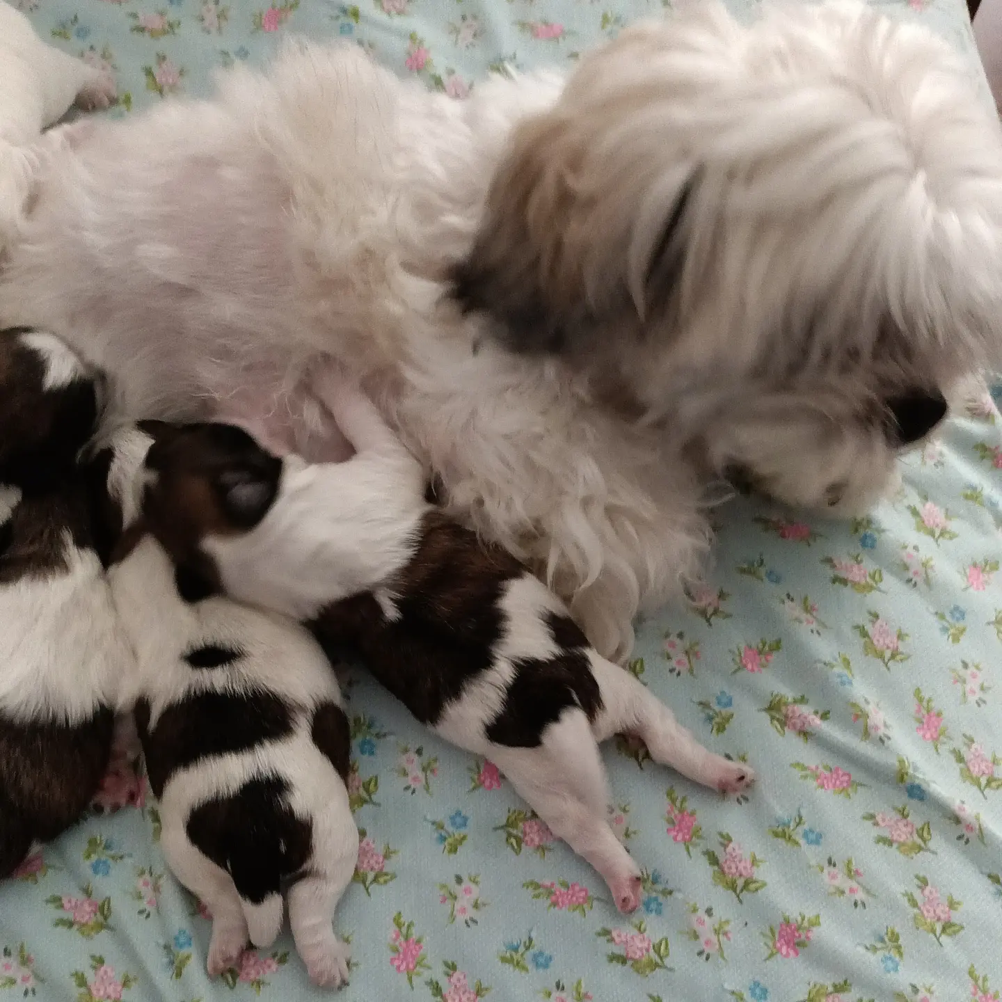 Shih Tzu-maltese Terrier Kırması 3