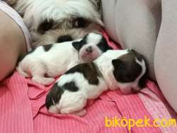 Shih Tzu-maltese Terrier Kırması 5