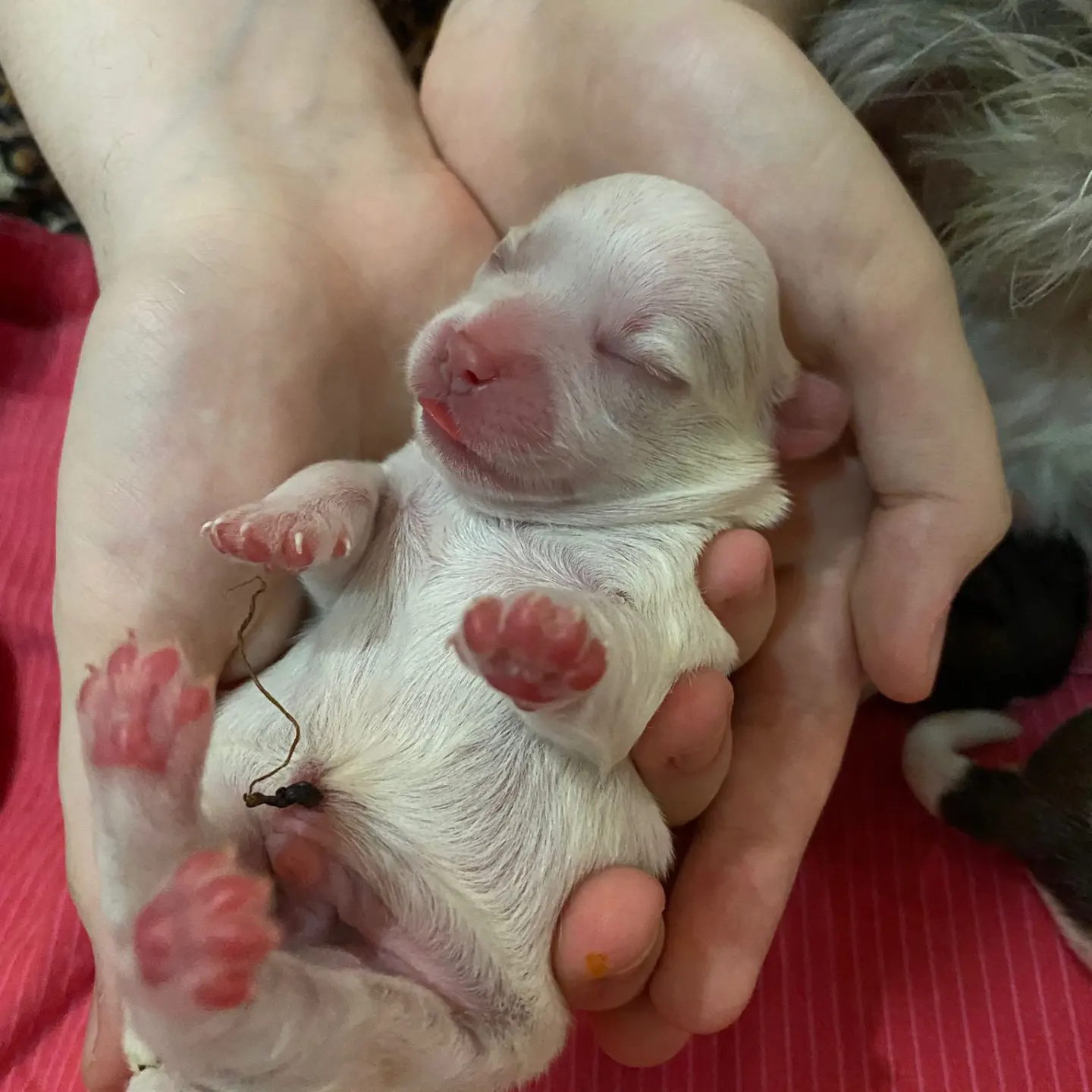 Shih Tzu-maltese Terrier Kırması 2