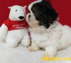 Shih Tzu Orjinal Erkek Yavru 1
